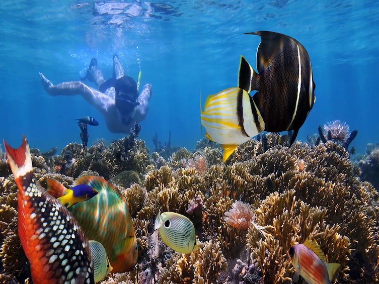 Bali  Snorkeling : Blue Lagoon and Tanjung Jepun  