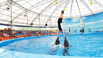 Dolphins Bay Phuket Show