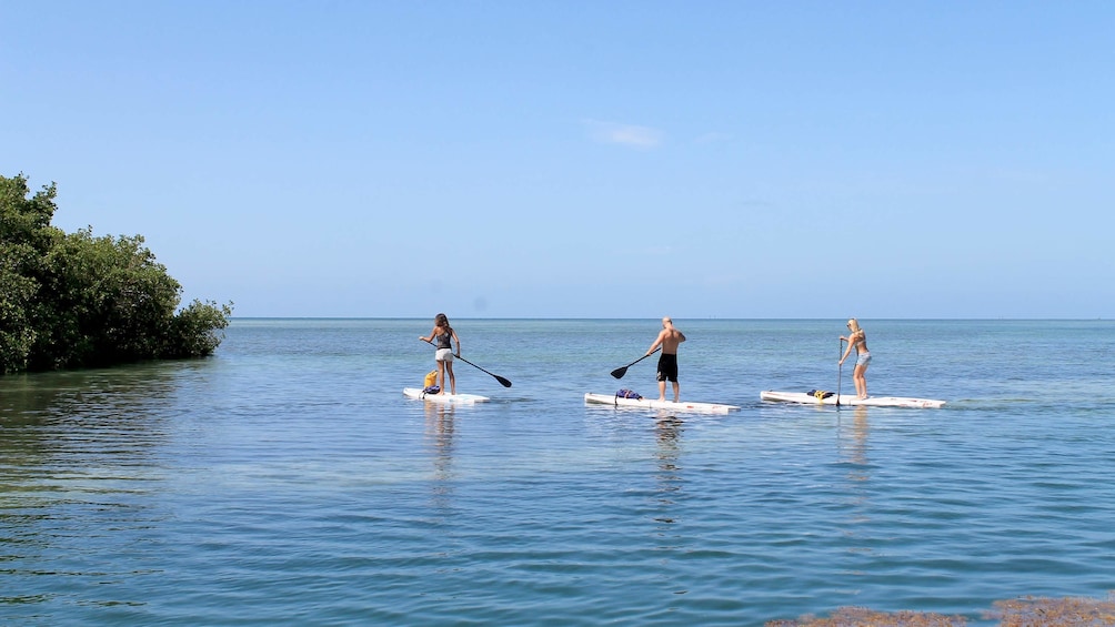 Paddle boarders seen on the Backcountry Kayak Tour in the Florida Keys - Key West, FL