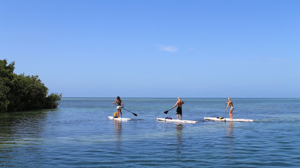 Paddle boarders paddling around shallow waters in Florida Keys