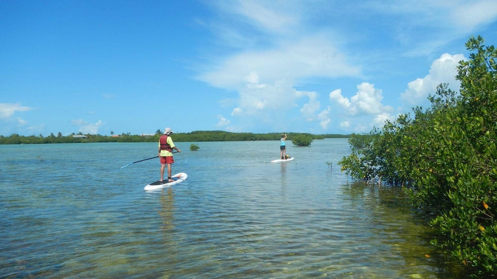 Paddle-boarders making their way down the waterway in Florida Keys