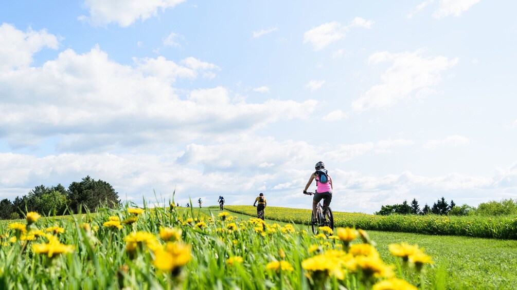 Bicycling group on a path through a flowering field in Vermont