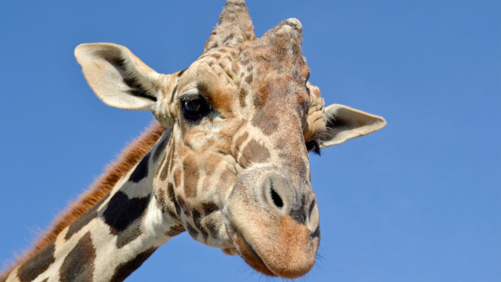 Close up of a giraffe at Xenpal in Mexico City
