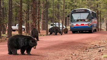 Bearizona Wildlife Park Tickets
