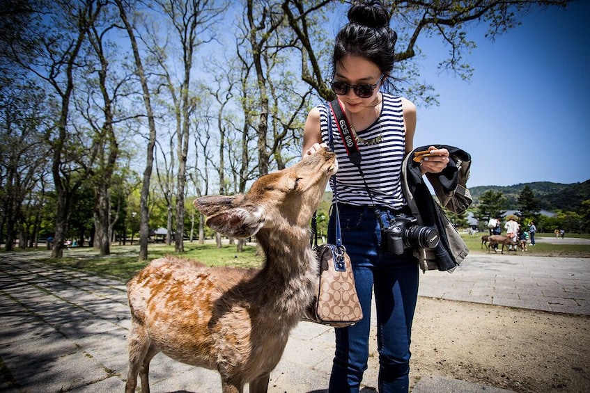 正在顯示第 1 張相片,共 8 張。 Private Full-Day Nara Tour from Osaka via Taxi