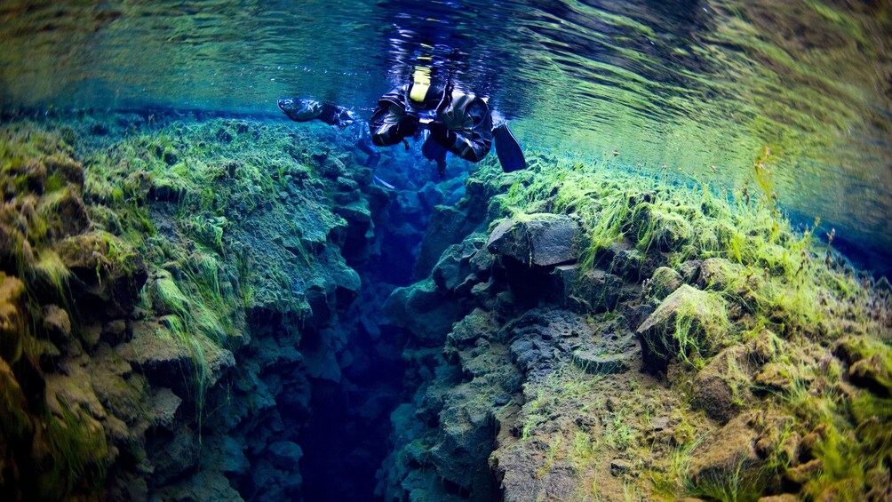 Snorkelers in Reykjavik