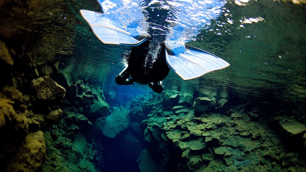 Snorkeler in Reykjavik