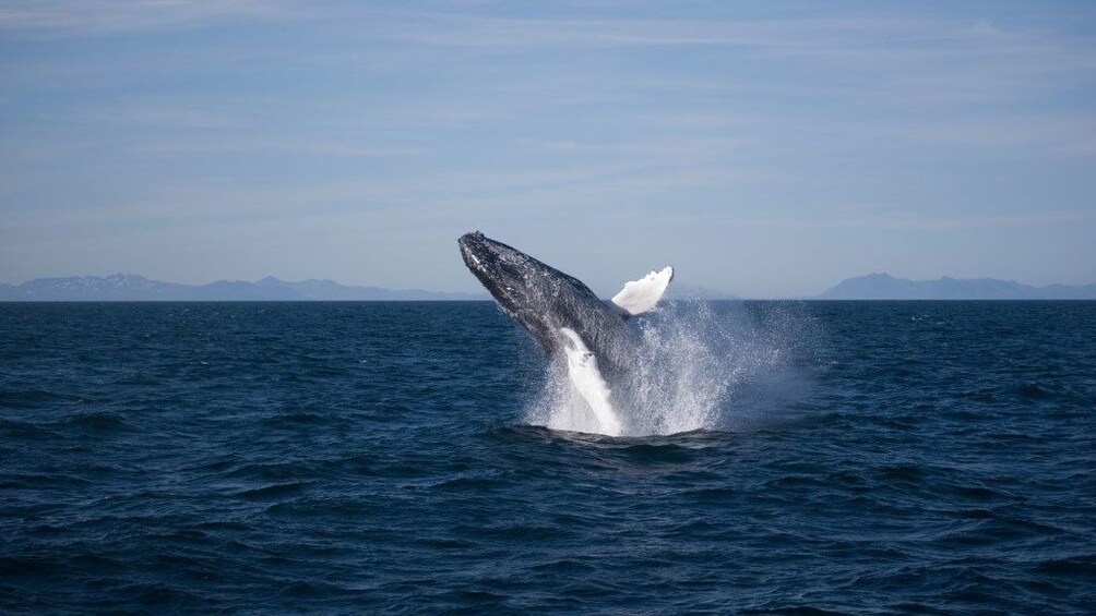 Whale jumping out of the water