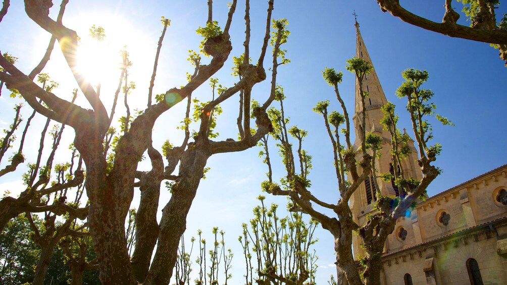 Vineyard in Bordeaux