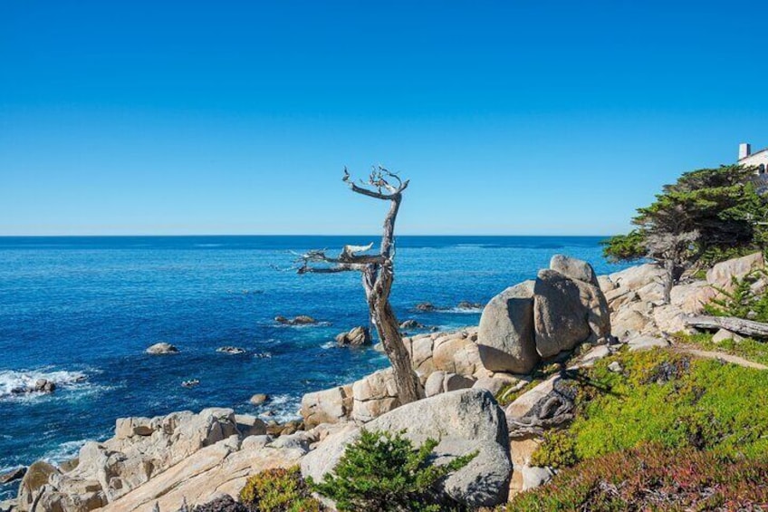 Scenic 17-Mile Drive Tour - Self Drive Audio Guide from Monterey & Carmel