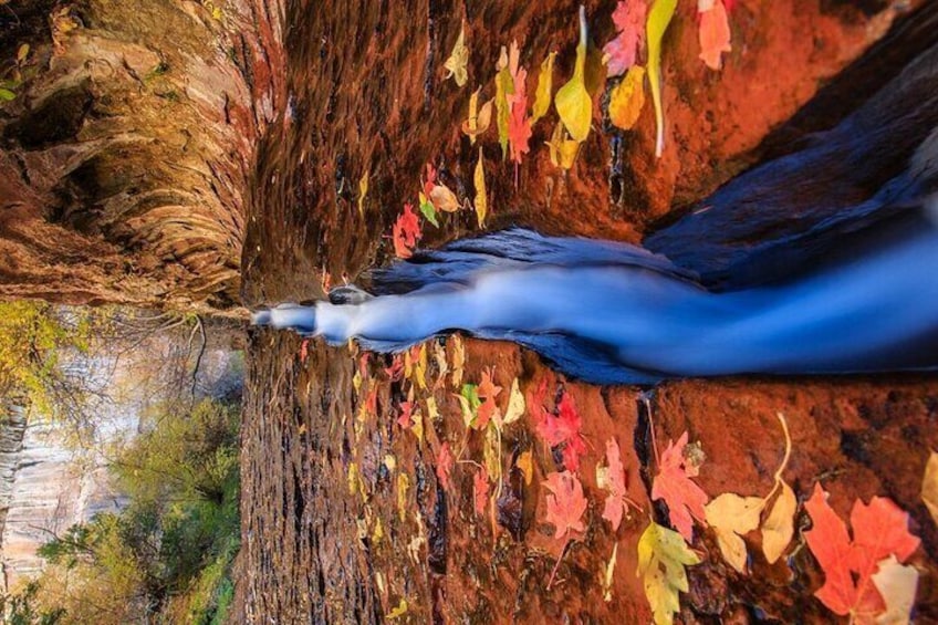 Autumn in Zion national park