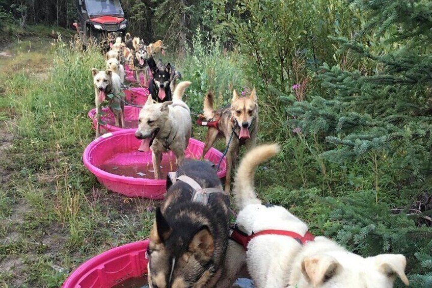 Sterling, AK Location! ATV Dogsledding Ride