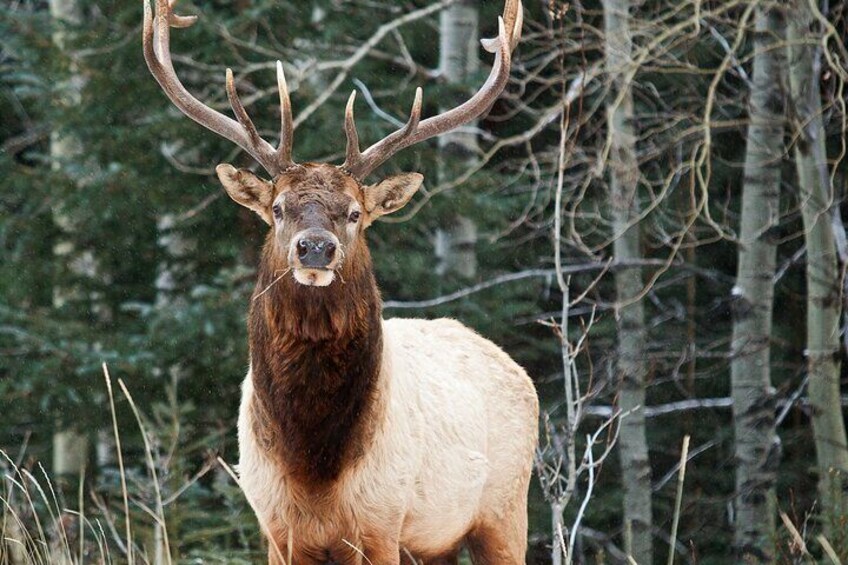 Banff Legends and Landmarks - Historical Walking Tour 