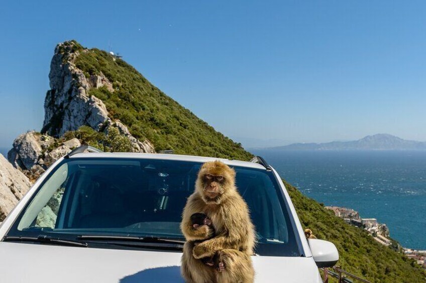 Private Full-day Gibraltar Sightseeing Tour