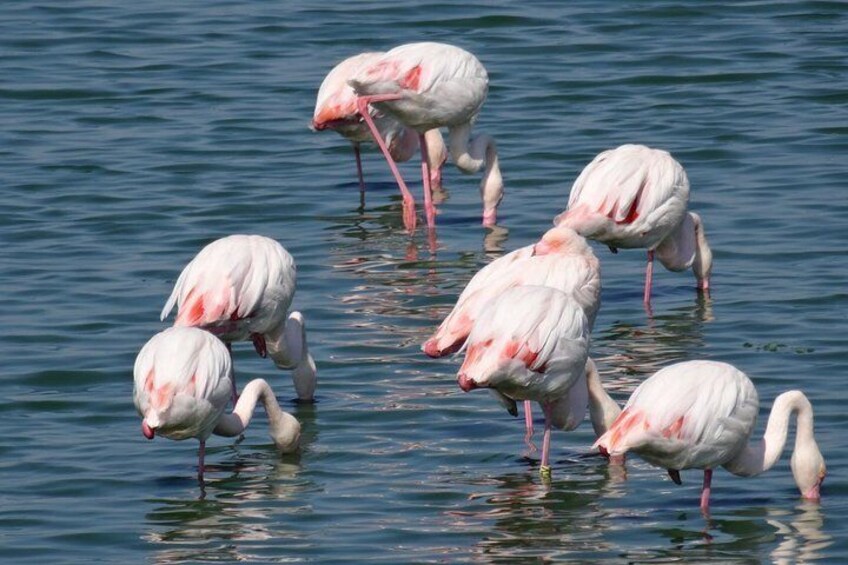 Flamingos na Ria de Aveiro