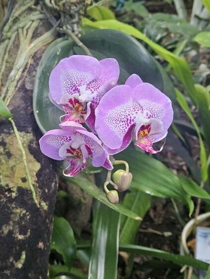 Children's Botanical Garden in St. Thomas USVI