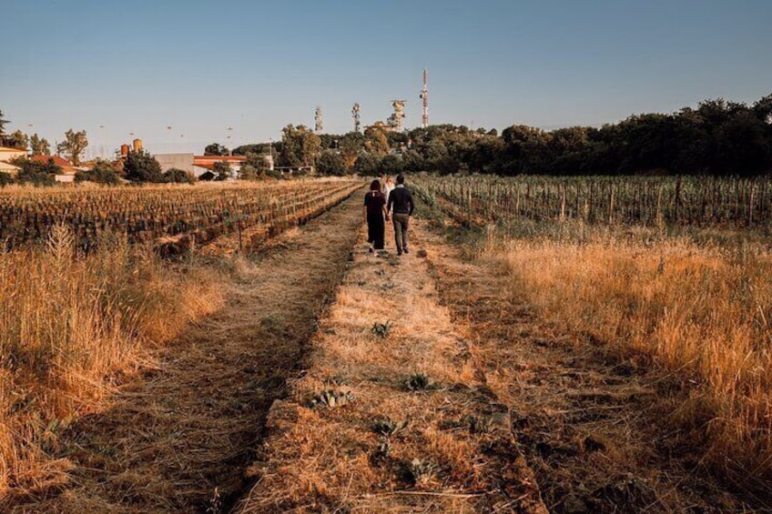 Walk on 18th centuries original vineyard trails