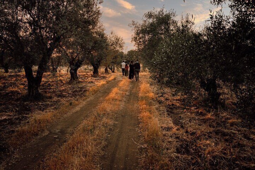 Check out the olive grow as part of the path