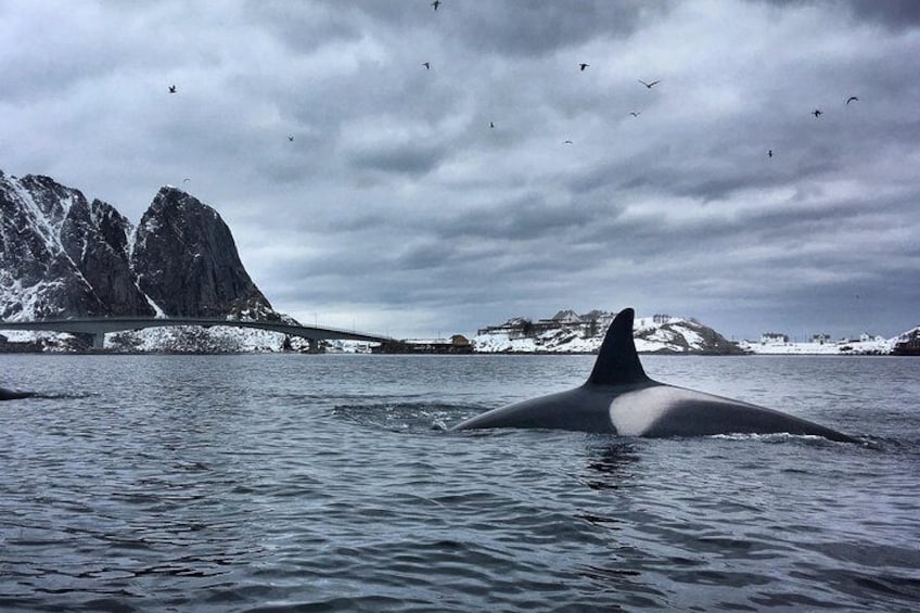 Kayaking in Reinefjorden
