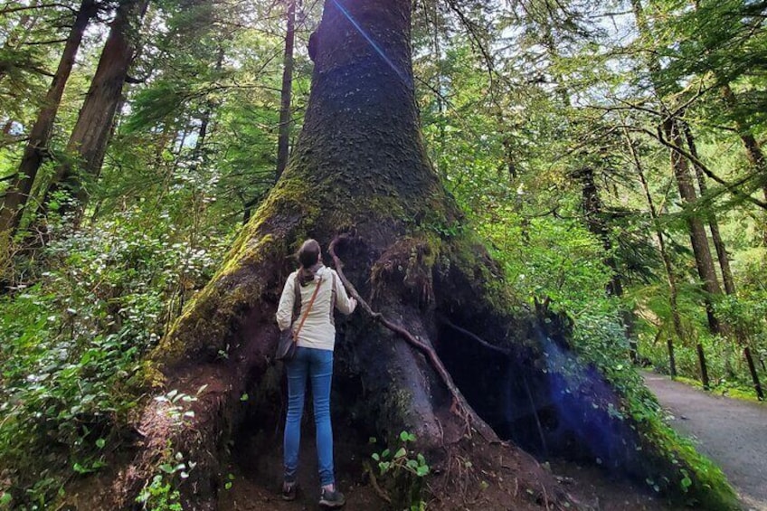 Full-Day Guided Oregon Coast Tour from Portland