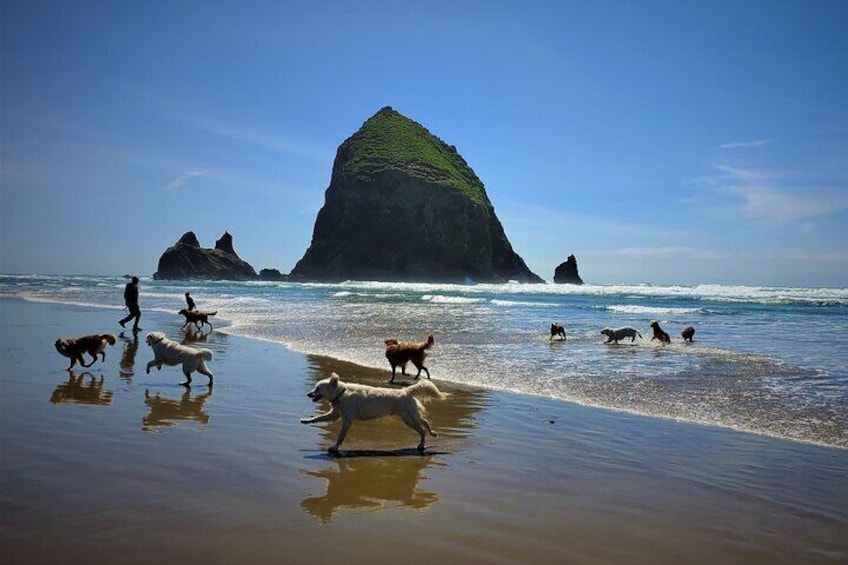 Full-Day Guided Oregon Coast Tour from Portland