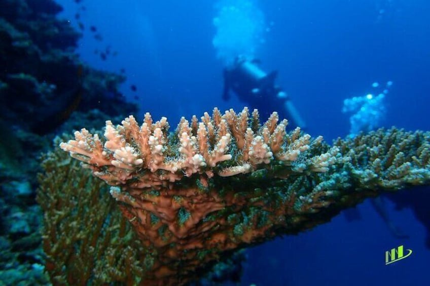 Coral Dive