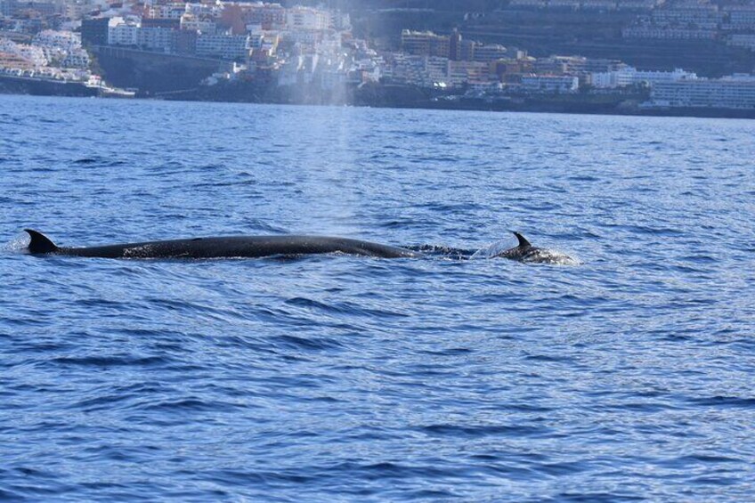 Small Group Whale Watching in Tenerife