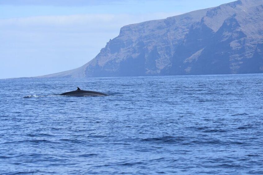 Small Group Whale Watching in Tenerife