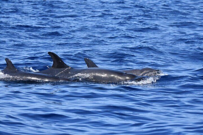 Small Group Whale Watching in Tenerife