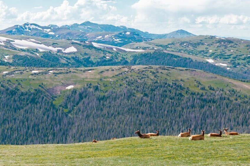 Summer Private Rocky Mountain National Park Driving Tour