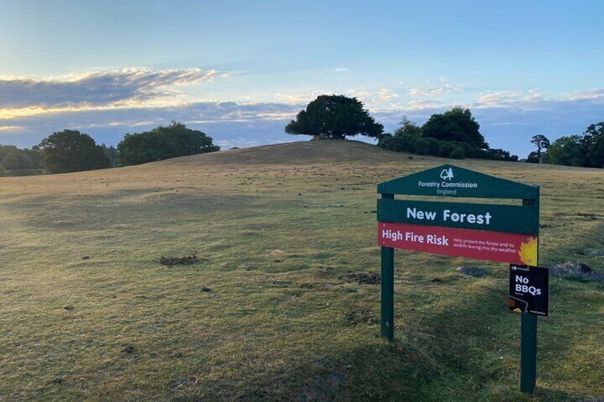 Small-group New Forest Discovery Walk from Lyndhurst