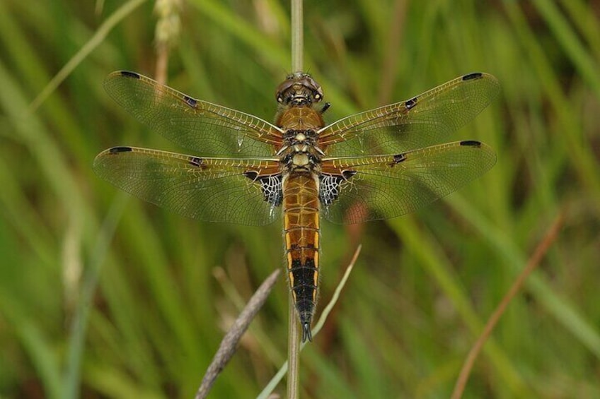 Small-group New Forest Discovery Walk from Lyndhurst