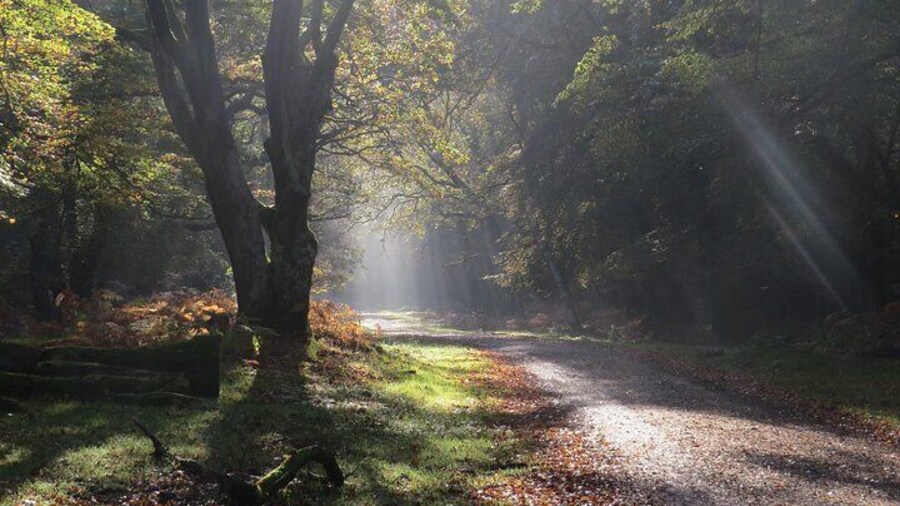 Small-group New Forest Discovery Walk from Lyndhurst