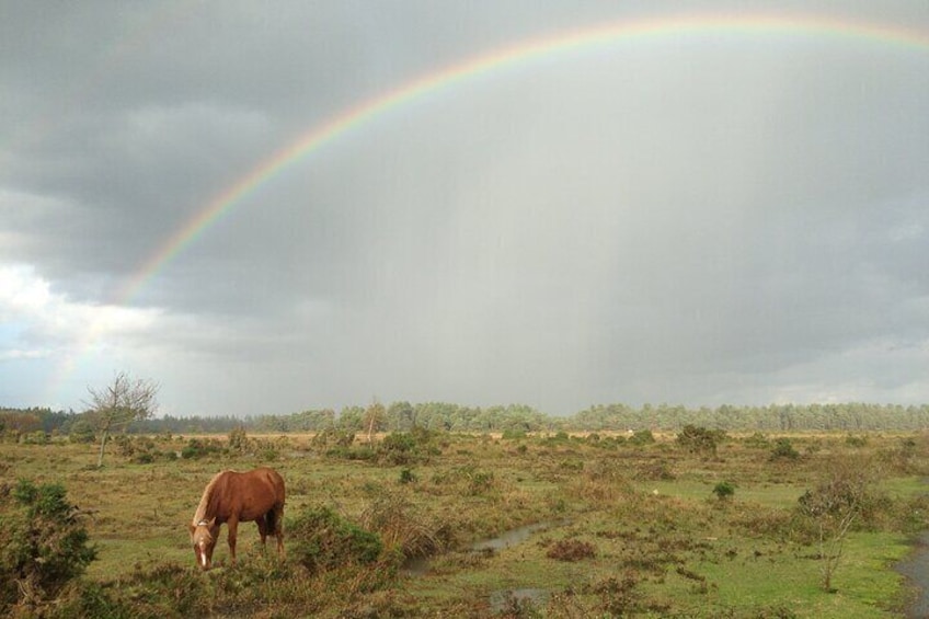 Small-group New Forest Discovery Walk from Lyndhurst