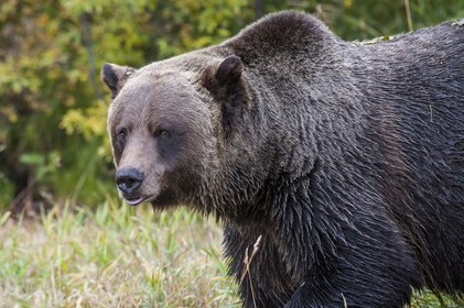 Full-Day Yoho National Park & Grizzly Bear Refuge Tour