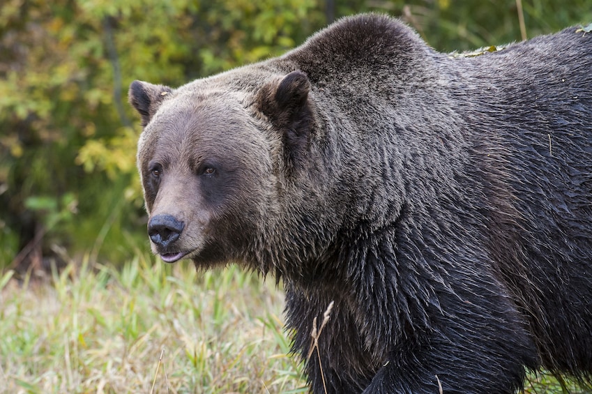 Full-Day Yoho National Park & Grizzly Bear Refuge Tour