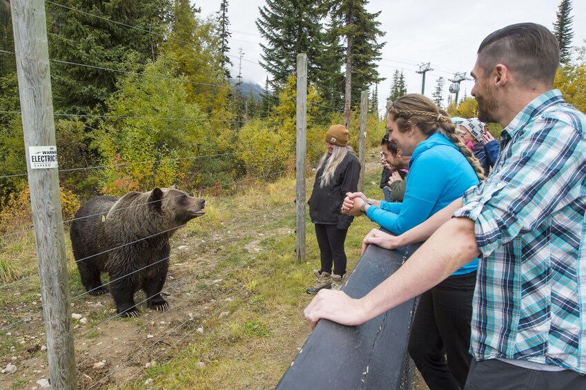 Full-Day Yoho National Park & Grizzly Bear Refuge Tour