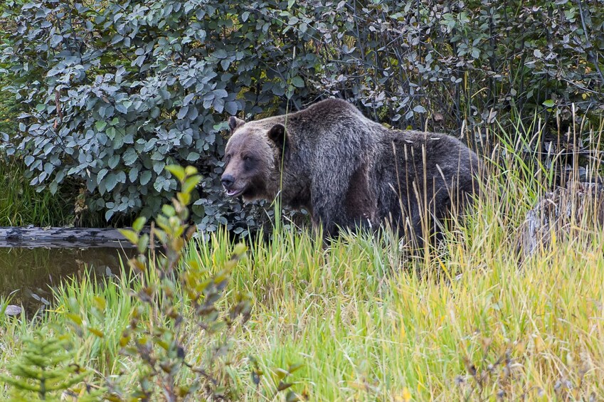 Full-Day Yoho National Park & Grizzly Bear Refuge Tour