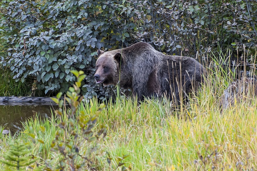 Full-Day Yoho National Park & Grizzly Bear Refuge Tour