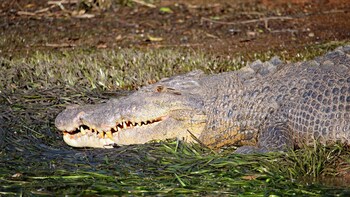 Snapping Tours-Wildlife Cruise