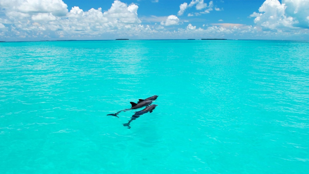 Show item 4 of 6. Dolphins in Florida Keys - Key West, FL