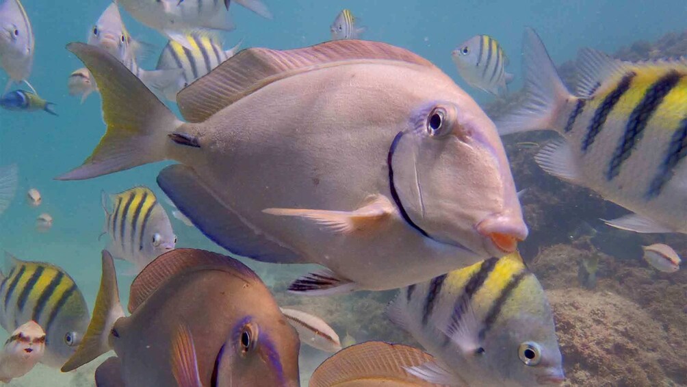 Tropical fish seen on the Sea Trek tour in San Juan 