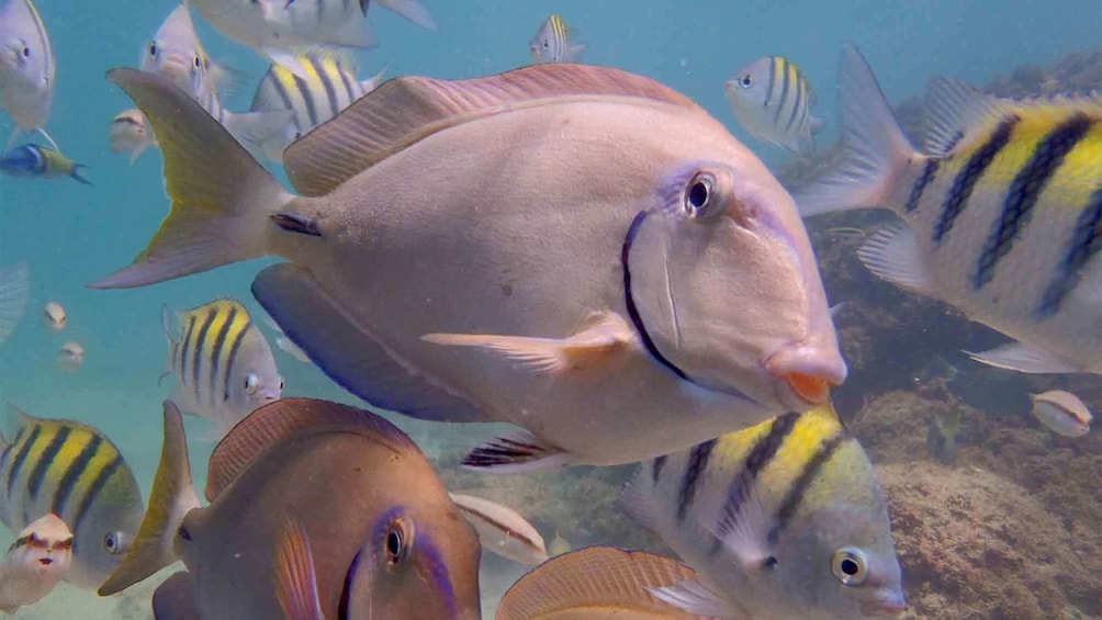 Tropical fish seen on the Sea Trek tour in San Juan