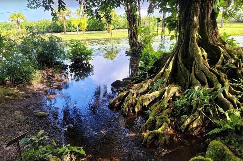 Vaipahi Water Gardens