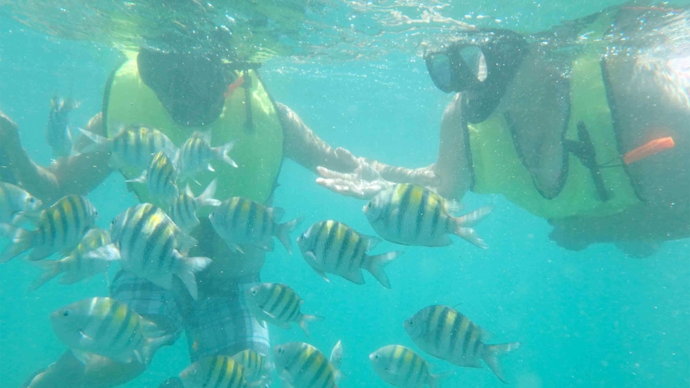 Many fish on the Snorkeling tour in San Juan