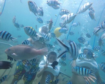 Øen Cham: Undervandsvandring og snorkeltur