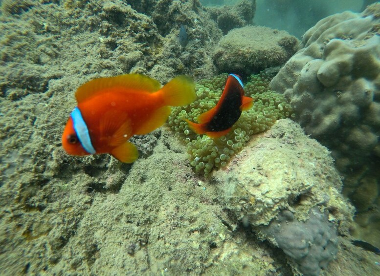 Picture 7 for Activity Cham Island: Underwater Walking & Snorkeling Tour