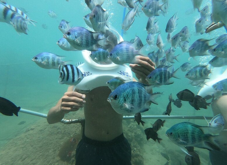 Picture 11 for Activity Cham Island: Underwater Walking & Snorkeling Tour