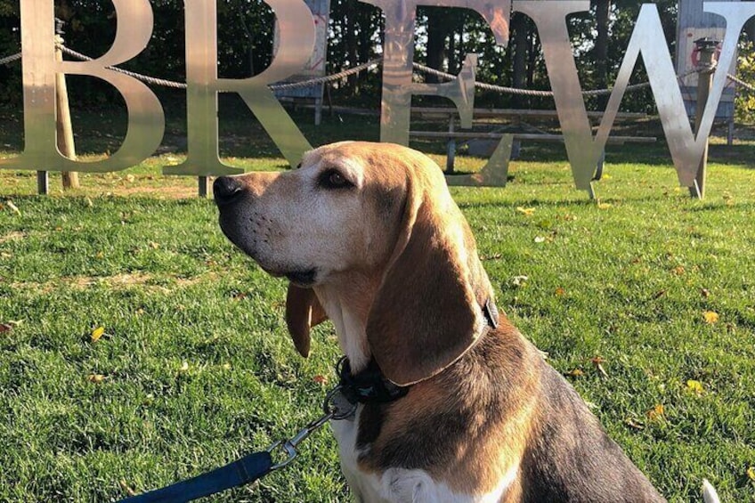 Dogs Love Beer