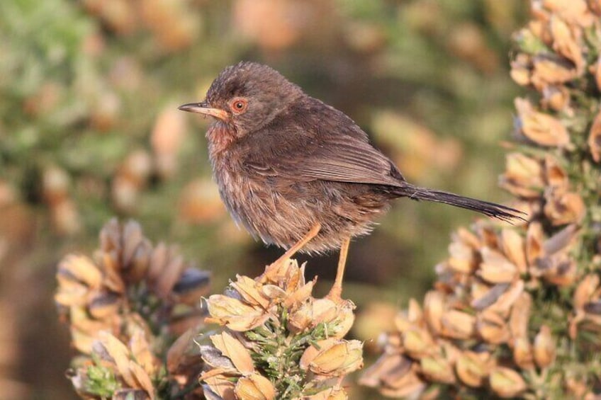 Guided Walking Tour of New Forest National Park in Hampshire